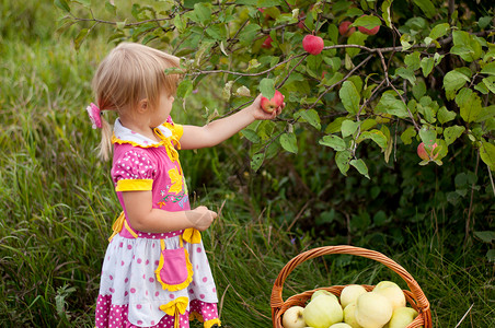 2 5年的小女孩摘苹果食物孩子金发女郎房子婴儿篮子女性裙子收集童年背景图片