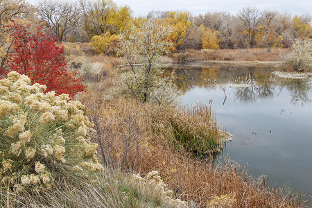 水煮兔钻入自然区域砂石黄色湿地池塘反射兔毛刷香蒲沼泽红色绿色背景