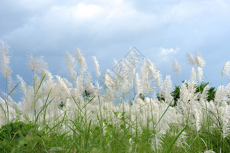 沙丘草自然海滩田园植物风光白色沙丘背景图片