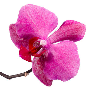 红色兰花植物学紫色白色植物植物群草本植物花瓣粉色工作室背景图片