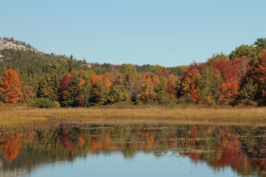 水塘和秋秋树与平静水的反光图片