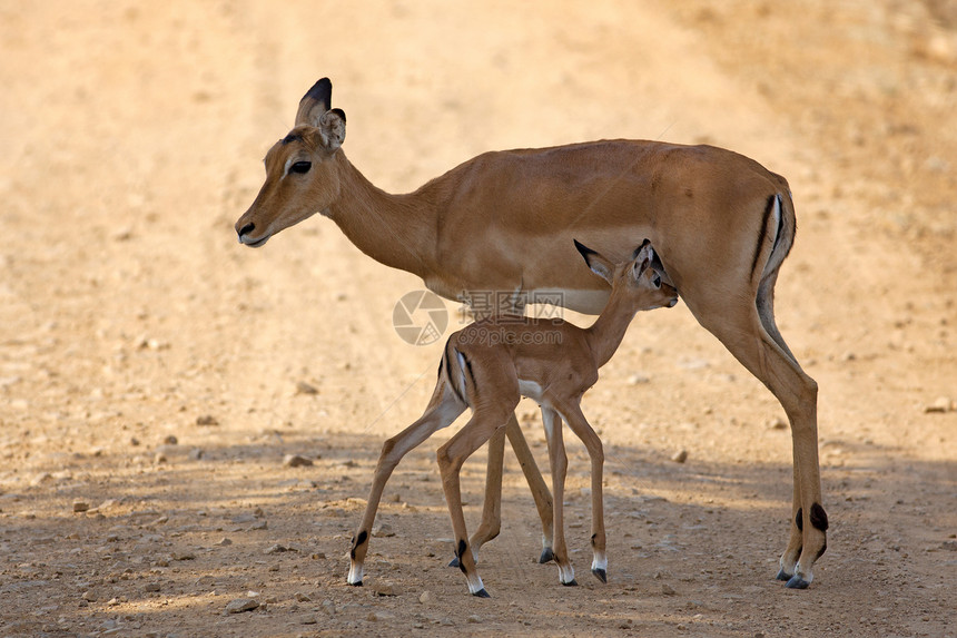 野生伊卜拉大草原游戏动物公园羚羊哺乳动物旅行国家食草荒野图片