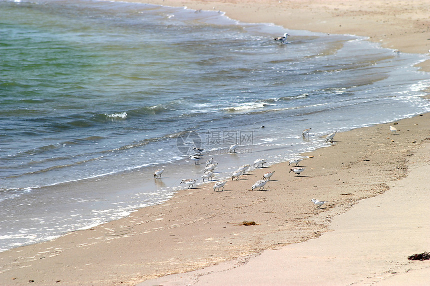 西部渡渡渡者组织鲵鱼观鸟海岸线荒野滨鸟海滩野生动物濒危保护波浪图片