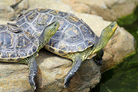 海龟动物群剧本宠物螨科爬虫绿色水龟红耳背景图片
