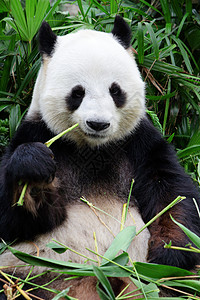 熊猫吃竹子荒野叶子小狗动物园国家投标玩具食物哺乳动物野生动物保护高清图片素材