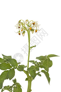 土豆花叶子植物植物群花序白色宏观绿色背景图片