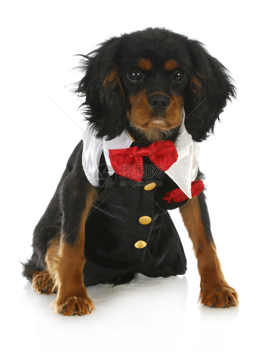正规狗领带生长猎犬戏服衣服男人领航员漫画小狗国王图片