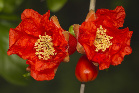 美丽的红石榴花叶子红色水果绿色花朵石榴花园异国情调收成背景图片