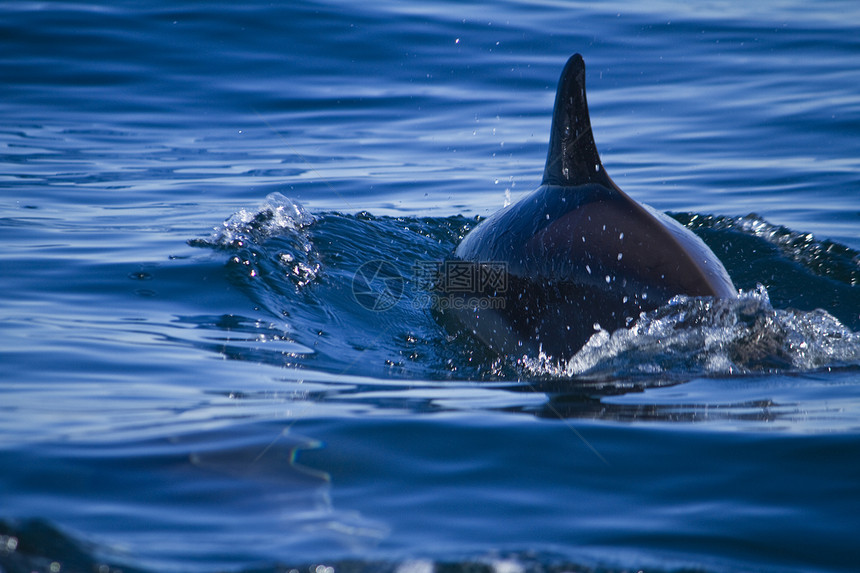 野生海豚海洋游泳波浪荒野哺乳动物图片
