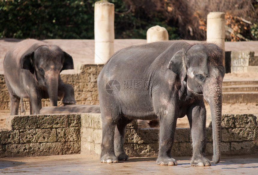 亚洲象 亚洲的动物生命男性女性姿势婴儿濒危动物群动物园石头树干耳朵图片