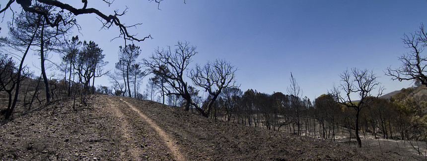 燃烧林煤炭黑色枝条烧伤灾难环境破坏晴天木材森林图片