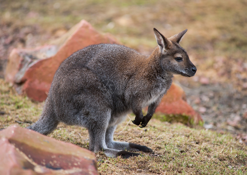Wallaby 澳大利亚野生动物和动物图片