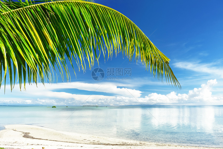 美丽的海滩地平线风景海景棕榈天空海岸线处女旅行蓝色海浪图片