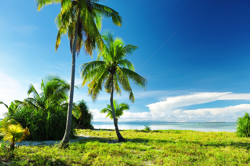 美丽的海滩蓝色棕榈风景旅行假期热带天空海岸线处女海景图片