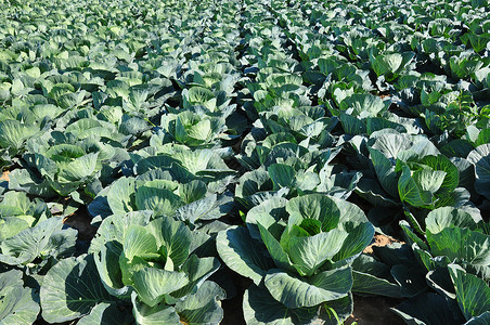 镇菜田食物农业植物场地绿色乡村蔬菜农场背景图片