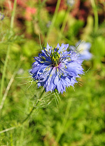 爱情主义者荒野蓝色紫色植物草本植物植物群黑种草背景图片