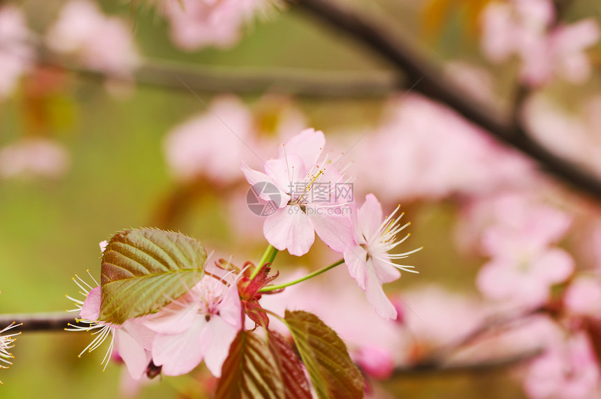 春樱粉色花瓣植物学植物文化白色生长图片