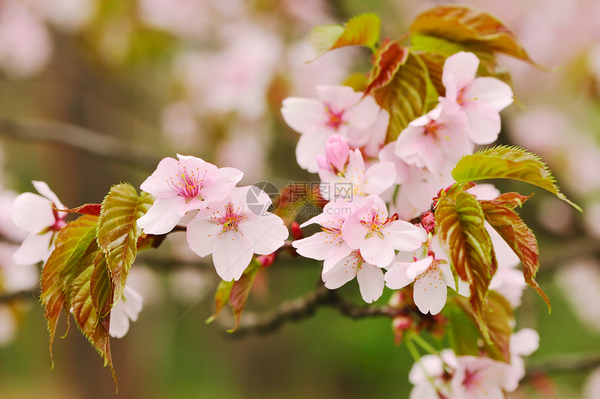 春樱花瓣白色生长文化植物植物学粉色图片
