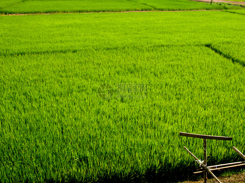 绿稻田1图片