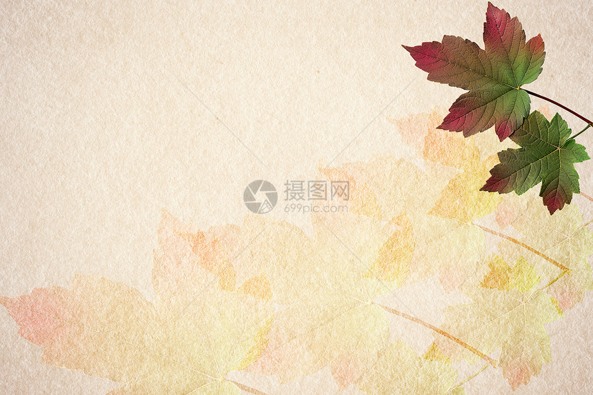 旧纸张秋天叶背景古董黄色红色树叶床单橙子褐色绿色艺术风化图片