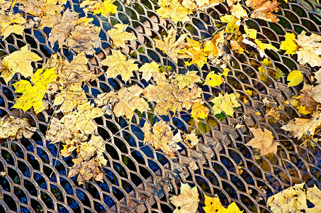 黄色叶子花边花边桥上的树叶背景