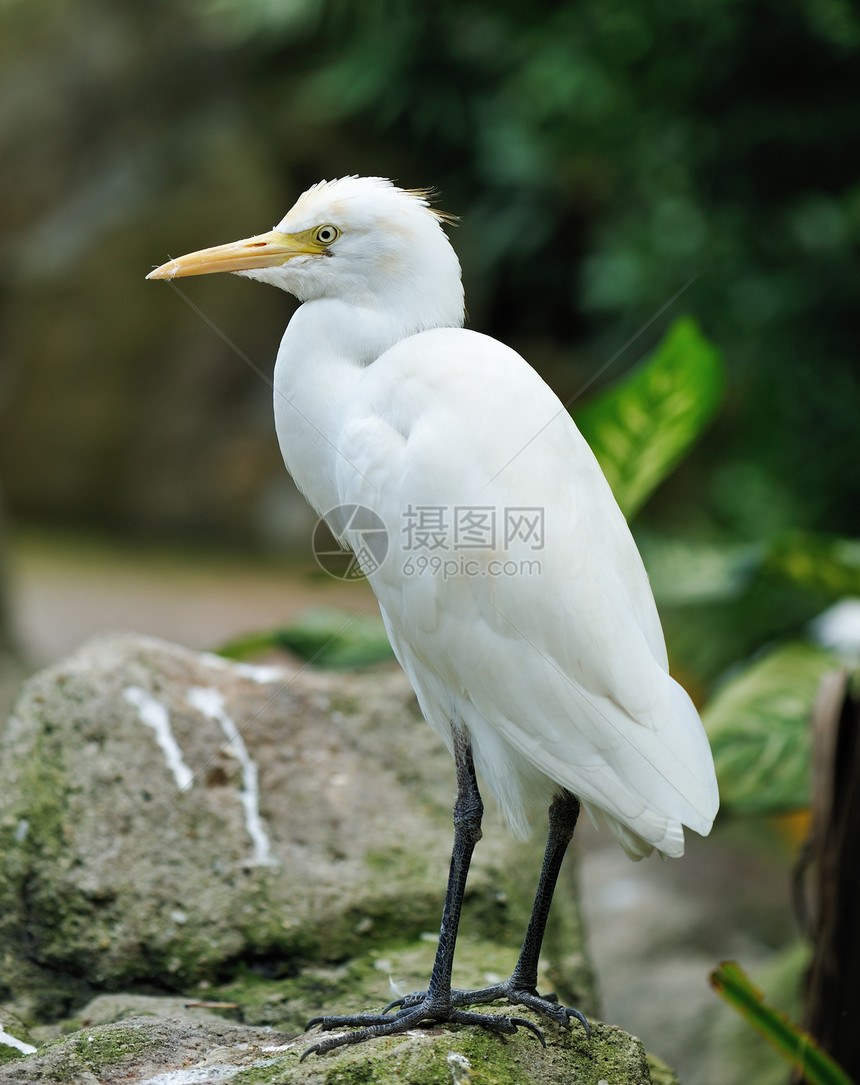 斯沃克鸟白色白鹭荒野鸟类苍鹭起重机野生动物图片