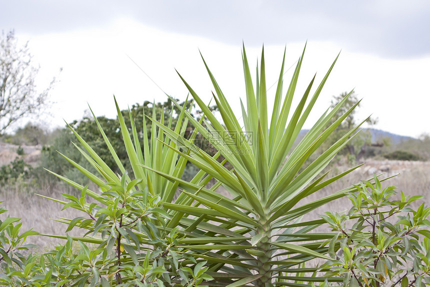 夏季热带景观中的绿棕榈森林场地生长生态环境公园衬套农村情调气候图片