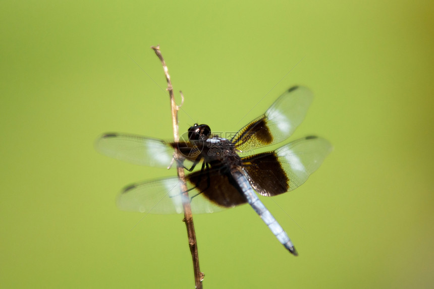 龙植物身体宏观野生动物蜻蜓沼泽太阳生活翅膀昆虫图片