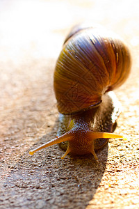 Snail 宏臭虫粘液宏观蜗牛壳蜗牛鼻涕虫背景图片