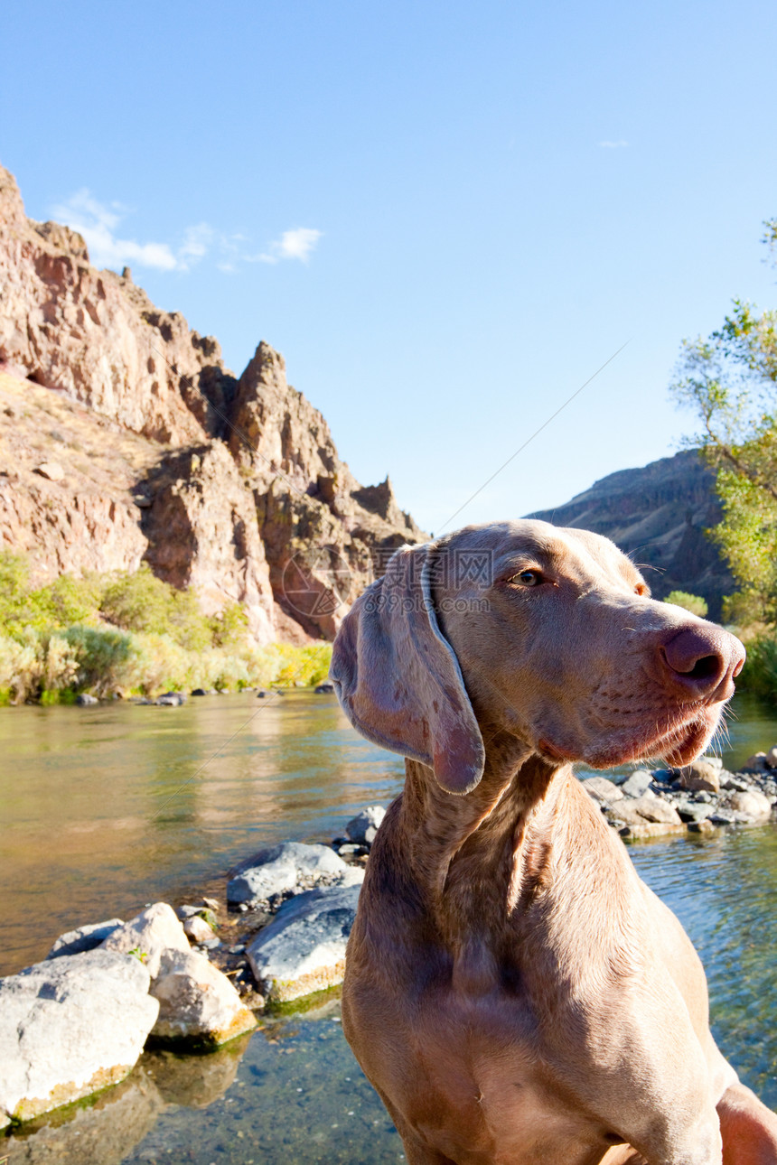 狗和水垂直宠物峡谷猎狗溪流鸟狗悬崖灰色水狗图像图片