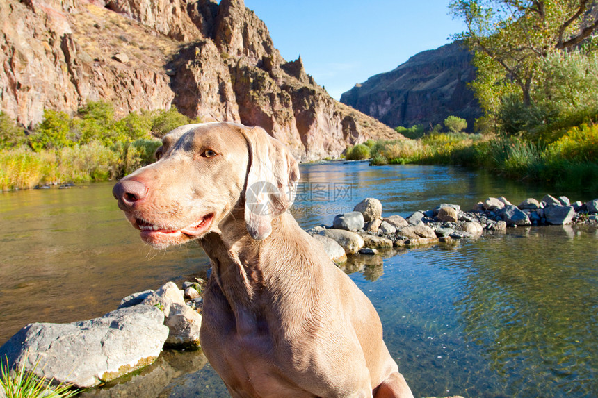 狗和水水平鸟狗悬崖峡谷图像宠物威马灰色岩石猎狗图片