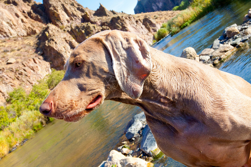狗和水溪流猎狗岩石鸟狗水狗水平宠物威马悬崖灰色图片