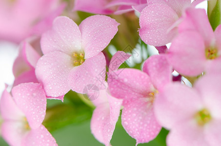 美丽的粉红花和绿叶温泉花园植物群礼物花束花瓣植物明信片紫色树叶背景图片