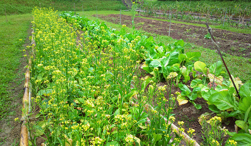 字段收成绿色破坏沙拉天空食物种植草药农村蔬菜云高清图片素材