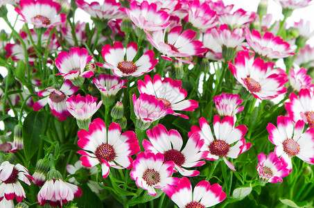 美丽的粉红花和绿草植物群温泉花束雏菊植物花瓣礼物花园明信片紫色背景图片