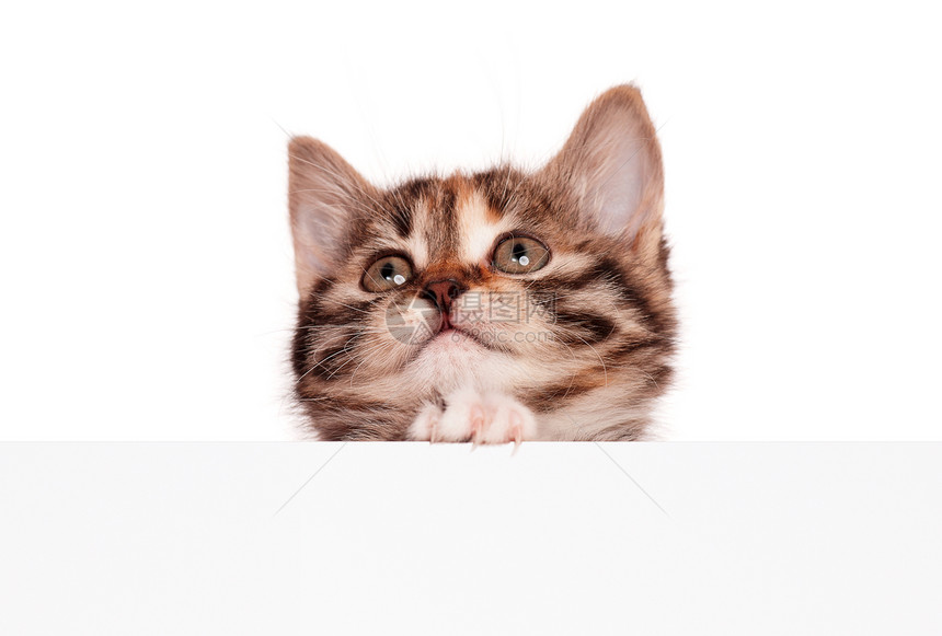 空白小猫标语横幅广告牌短发纸板虎斑胡须哺乳动物猫咪卡片图片