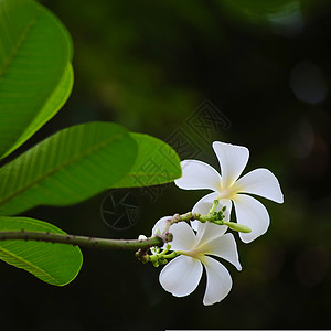 弗朗吉帕尼花朵白色叶子花卉热带植物气候阳光雨滴背景图片