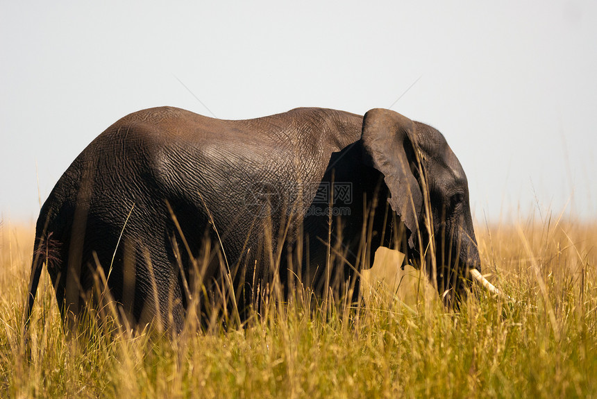 非洲灌木大象在高草地上野生动物食草游戏象牙太阳耳朵身体孤独动物天空图片