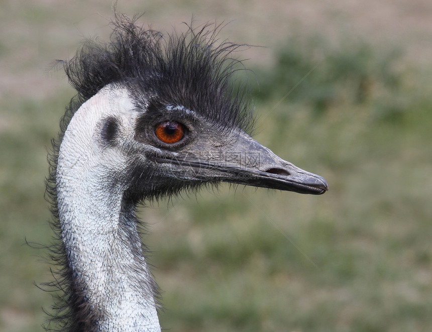 emu 含平胸羽毛动物群鼻子荒野鸵鸟头发脖子眼睛野生动物图片