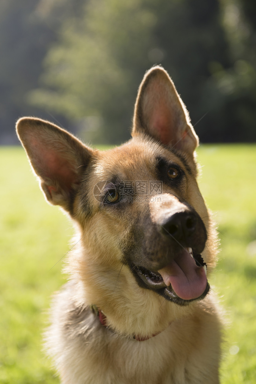 公园里的纯种小阿萨天狗哺乳动物牧羊人动物牧羊犬犬类小狗注意力朋友宠物伴侣图片