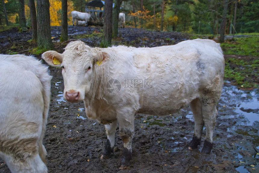 以牛为生食物奶制品哺乳动物母牛牛肉农业农田动物牧场鼻子图片