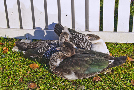 在的鸭舍小鸭子爪子家族母鸡公园鸭子动物家禽红花高清图片