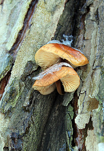 蘑菇树桩荒野植物群季节背景图片