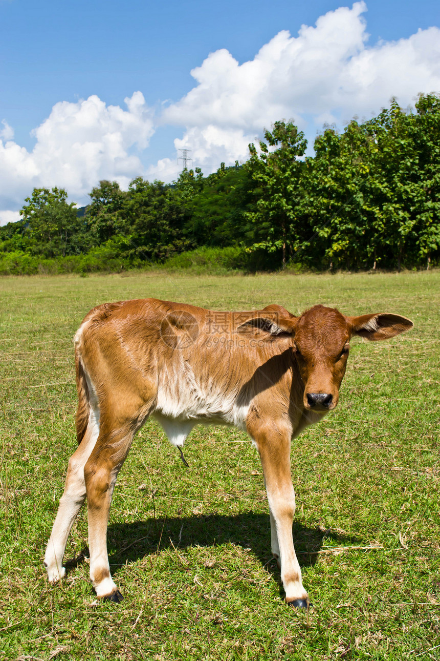 草地里的牛农村草本植物哺乳动物配种畜牧业母牛动物农场农田家畜图片