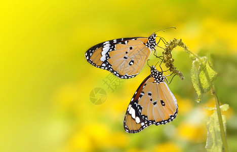 黄色的蝴蝶蝴蝶黄色漏洞野生动物昆虫植物对方环境生活翅膀花园植物群背景