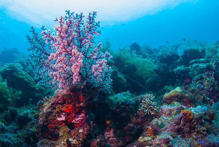 巴厘的水下珊瑚 鱼类和植物异国荒野浮潜蓝色海藻呼吸管海星海绵潜水野生动物背景图片