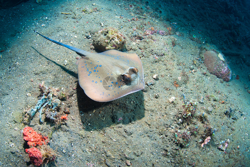蓝色发现刺青线橙子浮潜植物荒野海浪海洋珊瑚水族馆星星野生动物图片