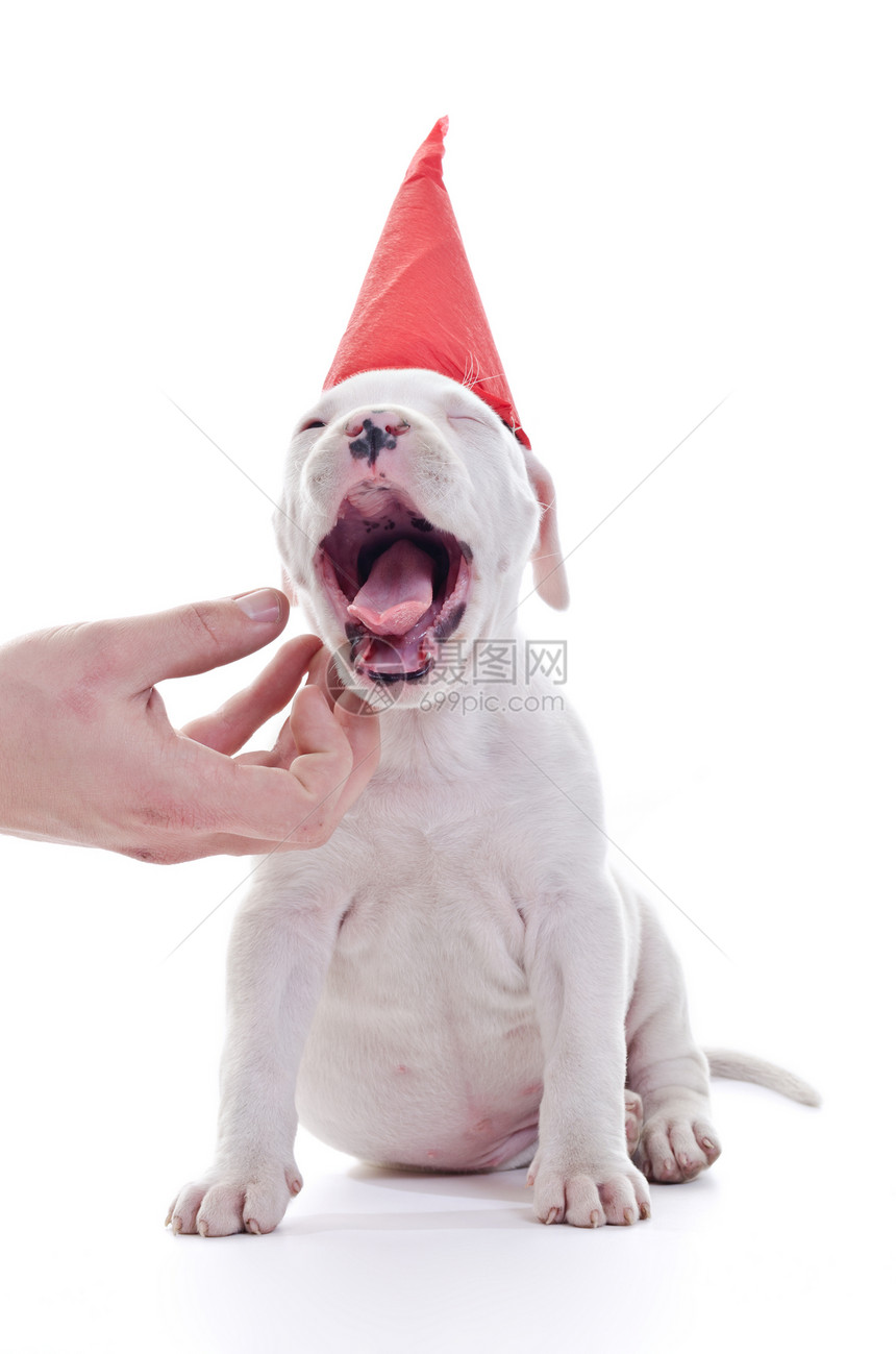 美籍斯塔福德郡品种血统职员白色婴儿生日红色猎犬帽子宠物图片