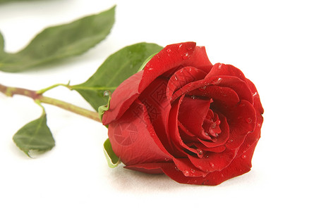 红玫瑰 有水滴礼物花瓣活力植物白色叶子绿色红色水平背景图片