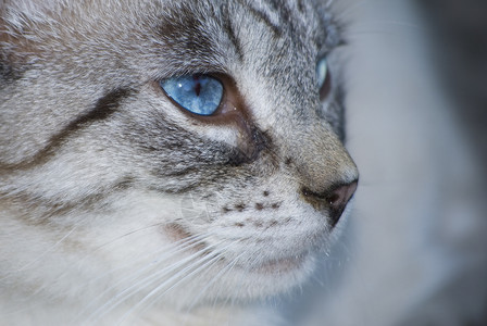 猫咪眼睛小猫蓝色哺乳动物毛皮动物灰色宠物条纹背景图片